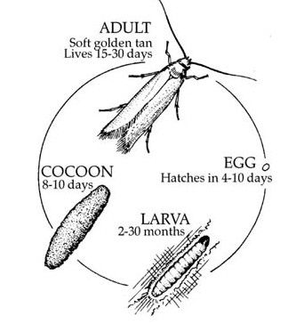 No Nonsense Pheromone Moth Traps